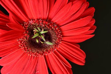Karanlık arka planda güzel Gerbera çiçeği, yaz konsepti, yakın görüş 