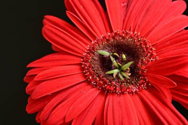 Karanlık arka planda güzel Gerbera çiçeği, yaz konsepti, yakın görüş 