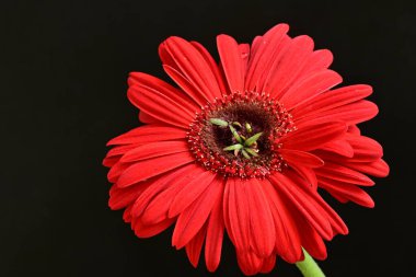 Karanlık arka planda güzel Gerbera çiçeği, yaz konsepti, yakın görüş 