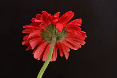 Karanlık arka planda güzel Gerbera çiçeği, yaz konsepti, yakın görüş 