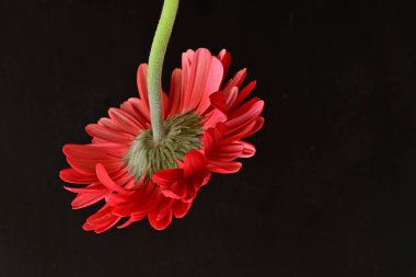 Karanlık arka planda güzel Gerbera çiçeği, yaz konsepti, yakın görüş 