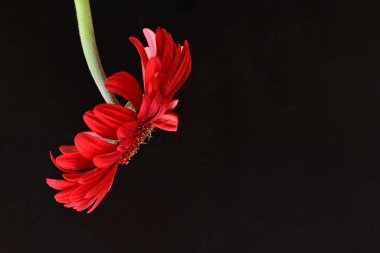 Karanlık arka planda güzel Gerbera çiçeği, yaz konsepti, yakın görüş 