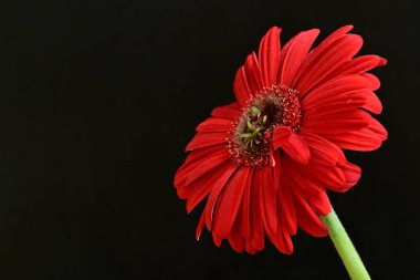 Karanlık arka planda güzel Gerbera çiçeği, yaz konsepti, yakın görüş 