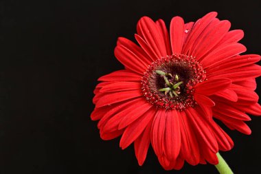 Karanlık arka planda güzel Gerbera çiçeği, yaz konsepti, yakın görüş 