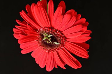 Karanlık arka planda güzel Gerbera çiçeği, yaz konsepti, yakın görüş 