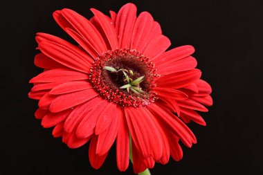 Karanlık arka planda güzel Gerbera çiçeği, yaz konsepti, yakın görüş 