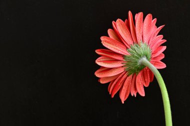 Karanlık arka planda güzel Gerbera çiçeği, yaz konsepti, yakın görüş 