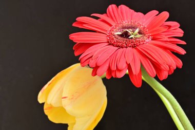 Güzel sarı lale ve kırmızı Gerbera çiçeklerinin yakın görüntüsü.