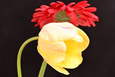 Güzel sarı lale ve kırmızı Gerbera çiçeklerinin yakın görüntüsü.