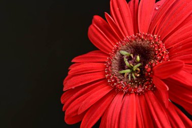 Karanlık arka planda güzel Gerbera çiçeği, yaz konsepti, yakın görüş 