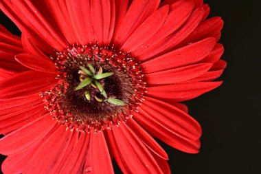 Karanlık arka planda güzel Gerbera çiçeği, yaz konsepti, yakın görüş 