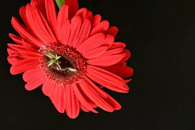 Karanlık arka planda güzel Gerbera çiçeği, yaz konsepti, yakın görüş 
