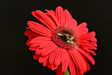 Karanlık arka planda güzel Gerbera çiçeği, yaz konsepti, yakın görüş 