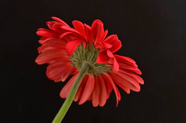 Karanlık arka planda güzel Gerbera çiçeği, yaz konsepti, yakın görüş 