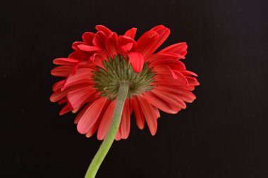 Karanlık arka planda güzel Gerbera çiçeği, yaz konsepti, yakın görüş 