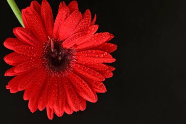 Karanlık arka planda güzel Gerbera çiçeği, yaz konsepti, yakın görüş 