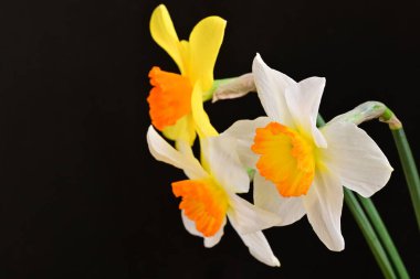 siyah bir arka planda nergis buket. 