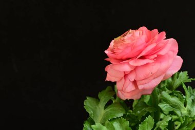 siyah bir arka plan güzel parlak çiçekler