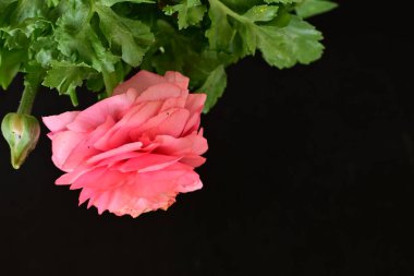 siyah bir arka plan güzel parlak çiçekler