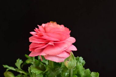 siyah bir arka plan güzel parlak çiçekler