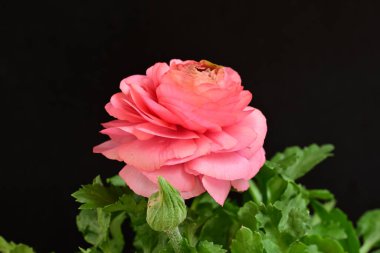 siyah bir arka plan güzel parlak çiçekler