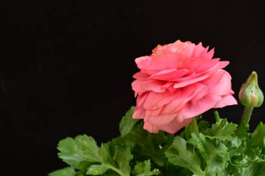 siyah bir arka plan güzel parlak çiçekler