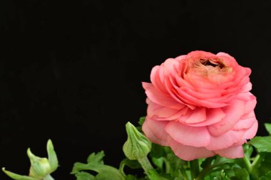 siyah bir arka plan güzel parlak çiçekler