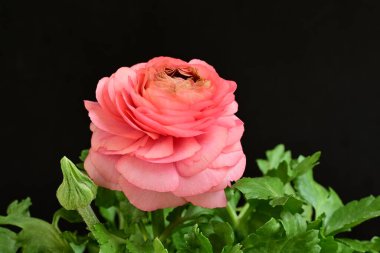 siyah bir arka plan güzel parlak çiçekler