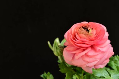 siyah bir arka plan güzel parlak çiçekler