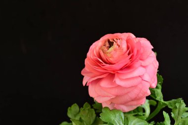 siyah bir arka plan güzel parlak çiçekler