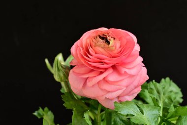 siyah bir arka plan güzel parlak çiçekler