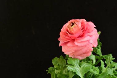 siyah bir arka plan güzel parlak çiçekler