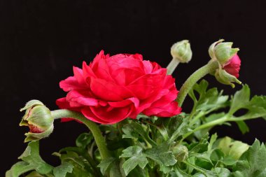 siyah bir arka plan güzel parlak çiçekler