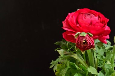 siyah bir arka plan güzel parlak çiçekler