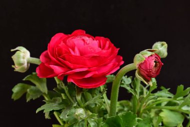 siyah bir arka plan güzel parlak çiçekler