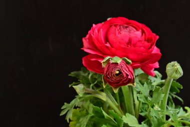 siyah bir arka plan güzel parlak çiçekler