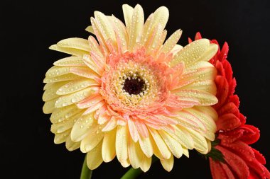 Karanlık arka planda güzel Gerbera çiçeği, yaz konsepti, yakın görüş 