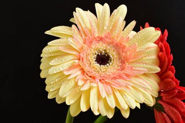 Karanlık arka planda güzel Gerbera çiçeği, yaz konsepti, yakın görüş 