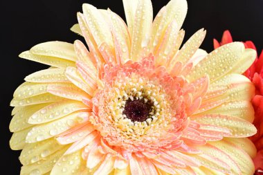 Karanlık arka planda güzel Gerbera çiçeği, yaz konsepti, yakın görüş 