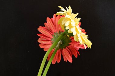 Güzel bir buket kırmızı Gerbera çiçeği siyah arka planda 