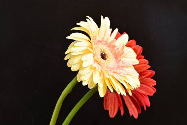 Güzel bir buket kırmızı Gerbera çiçeği siyah arka planda 