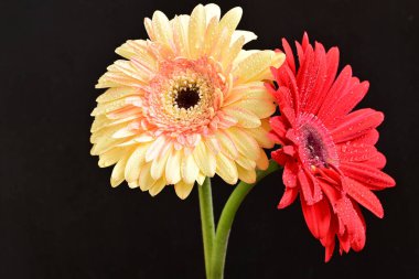 Güzel bir buket kırmızı Gerbera çiçeği siyah arka planda 