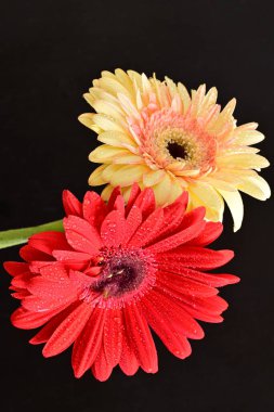 Güzel bir buket kırmızı Gerbera çiçeği siyah arka planda 