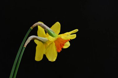 siyah bir arka planda nergis buket. 