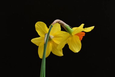 siyah bir arka planda nergis buket. 