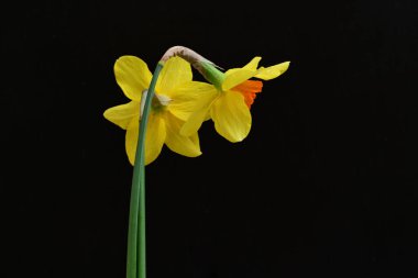 siyah bir arka planda nergis buket. 