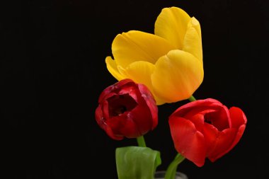 Siyah arkaplanda sarı ve kırmızı çiçekler