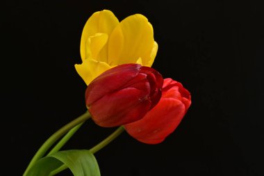 Siyah arkaplanda sarı ve kırmızı çiçekler