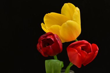 Siyah arkaplanda sarı ve kırmızı çiçekler