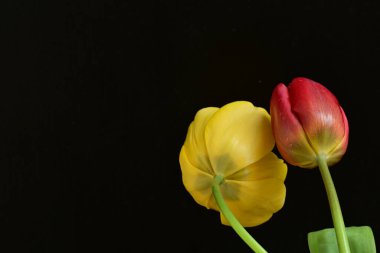 Siyah arkaplanda sarı ve kırmızı çiçekler